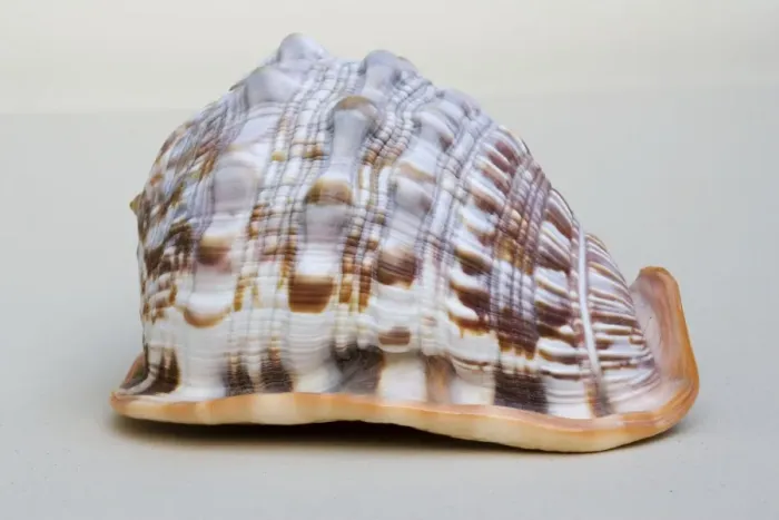 Framed Print : Helmet shell - closeup of dorsal view of large Helmet shell Framed Print : Helmet shell - closeup of dorsal view of large Helmet shell