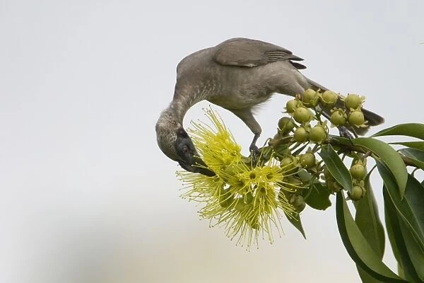 Helmeted Friarbird This species is restricted to eastern Queensland and the far north of the Northern Territory. The largest of the friarbirds, it inhabits woodlands, forest edges, mangroves and generally follows trees as they flower