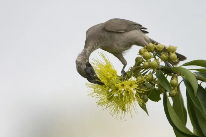 Framed Print : Helmeted Friarbird This species is restricted to eastern Queensland and the far north of the Northern Territory. The largest of the friarbirds, it inhabits woodlands, forest edges, mangroves and generally follows trees as they flower
