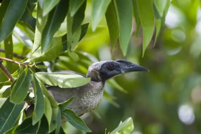 Framed Print : Helmeted Friarbird This species is restricted to eastern Queensland and the far north of the Northern Territory. The largest of the friarbirds, it inhabits woodlands, forest edges, mangroves and generally follows trees as they flower