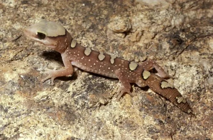 Framed Print : Helmeted gecko Framed Print : Helmeted gecko