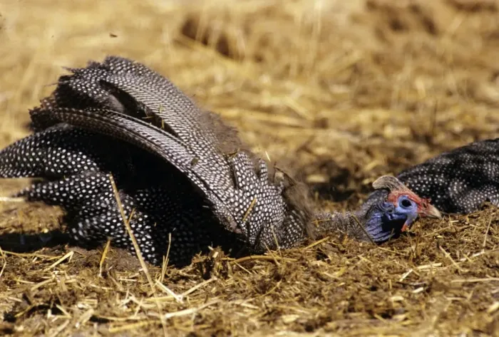 Framed Print : Helmeted Guineafowl - in Elephant dung - Botswana Framed Print : Helmeted Guineafowl - in Elephant dung - Botswana