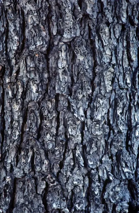 Framed Print : Hemlock Bark Framed Print : Hemlock Bark