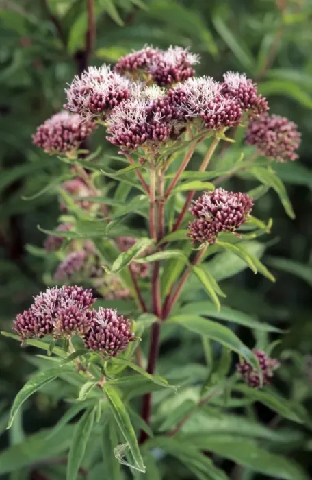 Framed Print : Hemp Agrimony Framed Print : Hemp Agrimony