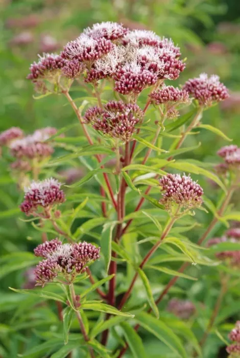 Framed Print : Hemp Agrimony Flowers Framed Print : Hemp Agrimony Flowers