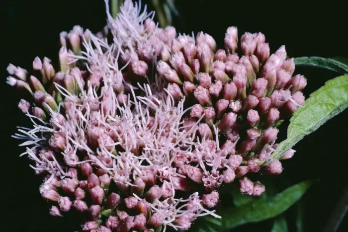 Framed Print : Hemp Agrimony Flowers Framed Print : Hemp Agrimony Flowers