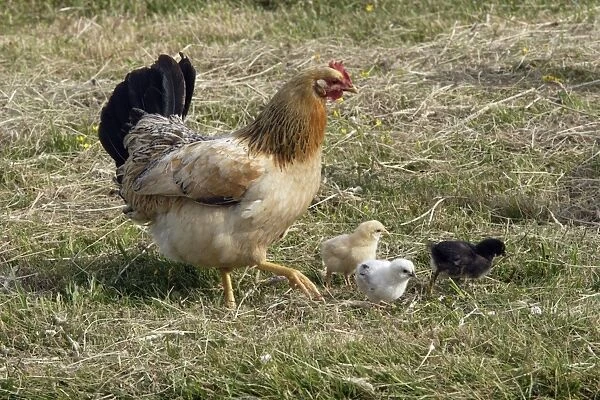 Hen - with chicks on hay meadow, free range Isle of Texel, Holland
