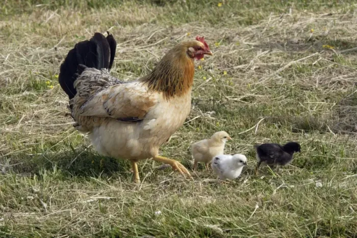 Framed Print : Hen - with chicks on hay meadow, free range Isle of Texel, Holland Framed Print : Hen - with chicks on hay meadow, free range Isle of Texel, Holland
