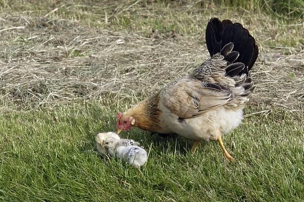 Hen - with chicks on hay meadow, free range Isle of Texel, Holland