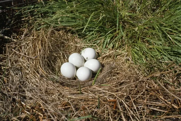 Framed Print : Hen Harrier - eggs in nest Framed Print : Hen Harrier - eggs in nest