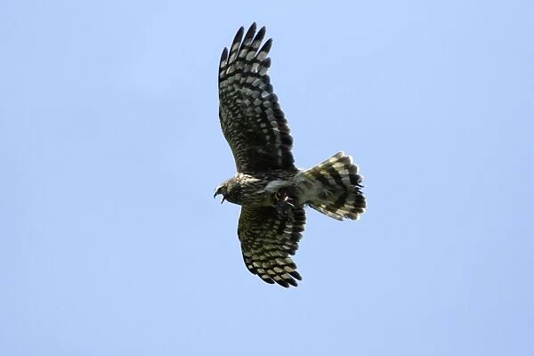 Hen Harrier - Female calling in flight, with prey in talons Isle of Texel, Hoilland