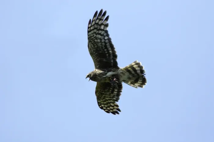 Framed Print : Hen Harrier - Female calling in flight, with prey in talons Isle of Texel, Hoilland Framed Print : Hen Harrier - Female calling in flight, with prey in talons Isle of Texel, Hoilland