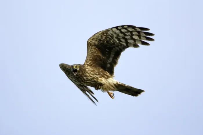 Framed Print : Hen Harrier-Female- calling in flight, with prey in talons Isle of Texel, Holland Framed Print : Hen Harrier-Female- calling in flight, with prey in talons Isle of Texel, Holland