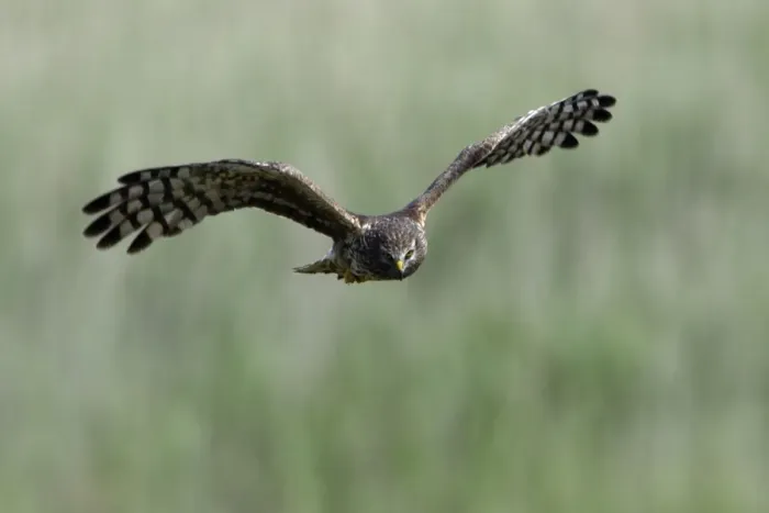 Framed Print : Hen Harrier - Female in flight, hunting over meadow Isle of Texel, Holland Framed Print : Hen Harrier - Female in flight, hunting over meadow Isle of Texel, Holland