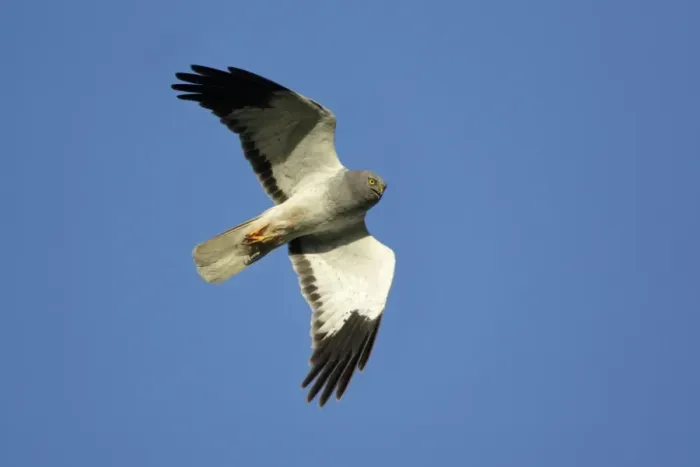 Framed Print : Hen Harrier - Male in flight Isle of Texel, Holland