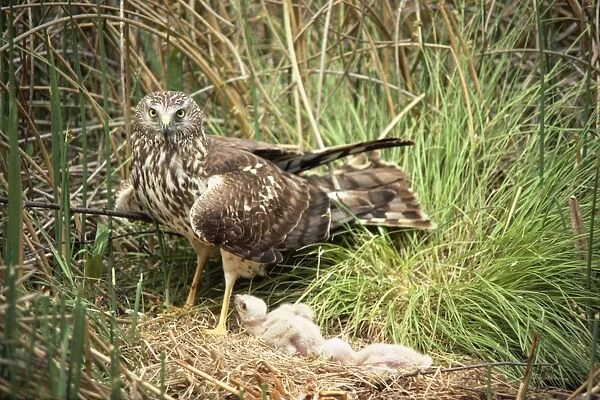 Hen Harrier - at nest with young
