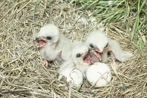 Hen Harrier - newly hatched chicks in nest