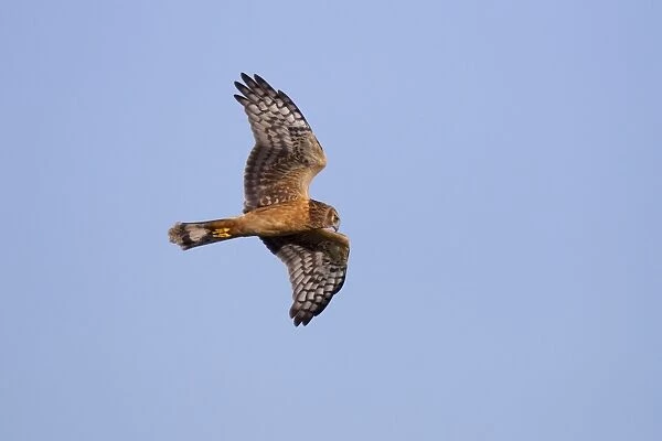 Hen  /  Northern Harrier - in flight during early fall migration - September in Connecticut - USA