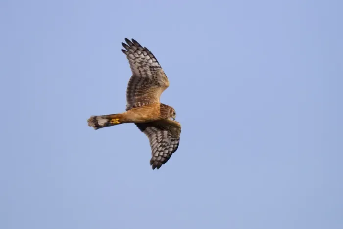 Framed Print : Hen / Northern Harrier - in flight during early fall migration - September in Connecticut - USA Framed Print : Hen / Northern Harrier - in flight during early fall migration - September in Connecticut - USA