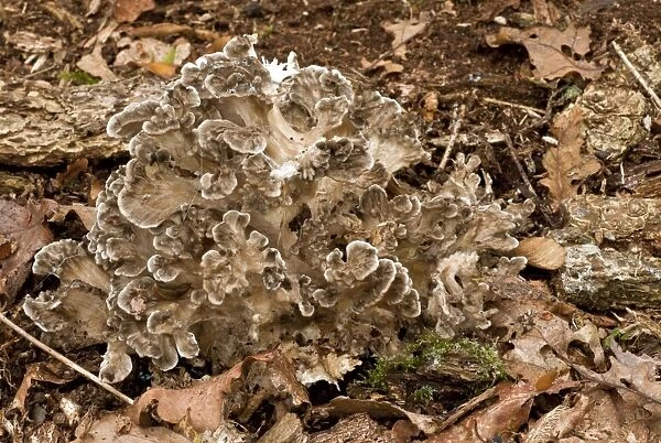 Hen of the Woods fungi - uncommon edible fungus at the base of a lightning-struck oak tree - Langley Woods - Wiltshire - UK