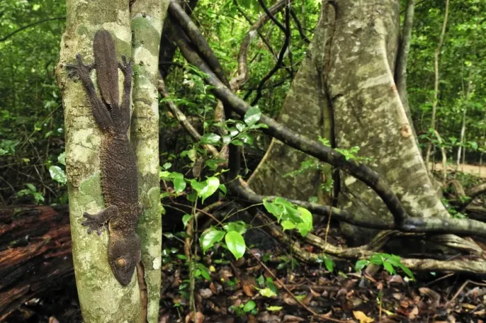 Framed Print : Henkel's Leaf-tailed Gecko - Ankarana National Park - Northern Madagascar Framed Print : Henkel's Leaf-tailed Gecko - Ankarana National Park - Northern Madagascar
