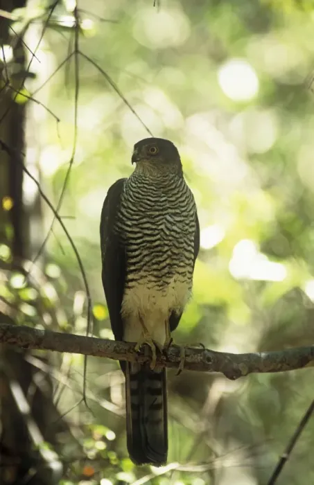 Framed Print : Hensts Goshawk Madagascar Framed Print : Hensts Goshawk Madagascar