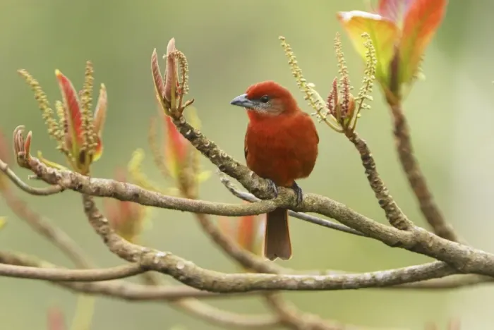 Framed Print : Hepatic Tanager - male Belize Framed Print : Hepatic Tanager - male Belize