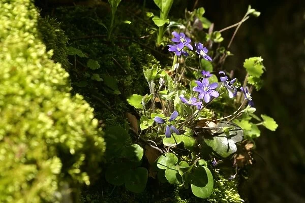 Hepatica growing in a niche of a moss-covered rock Abruzzian mountains, Gran Sasso National Park, Italy