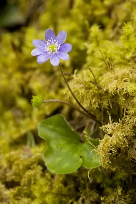 Framed Print : Hepatica (Hepatica triloba) in flower in mossy woodland, France Framed Print : Hepatica (Hepatica triloba) in flower in mossy woodland, France