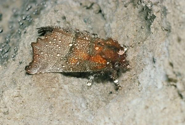 Herald Moth - hibernating in cave, covered in condensation droplets