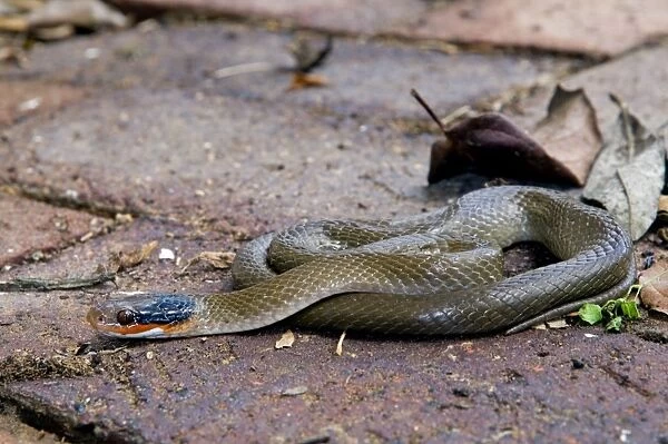 Herald Snake  /  Red-lipped Snake - mildly venomous, nocturnal species feeding mostly on amphibians. Widespread and common, often found in gardens, sheltering in rockeries, under building rubble and in compost heaps