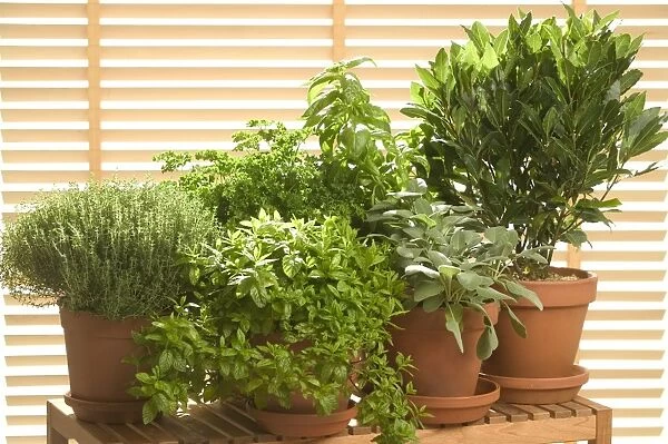 Herb - being grown in pots, Thyme, Basil, Parsley, Sage, Bay Leaf