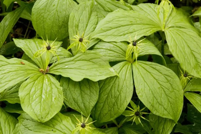 Framed Print : Herb Paris (Paris quadrifolia) in flower, spring Framed Print : Herb Paris (Paris quadrifolia) in flower, spring