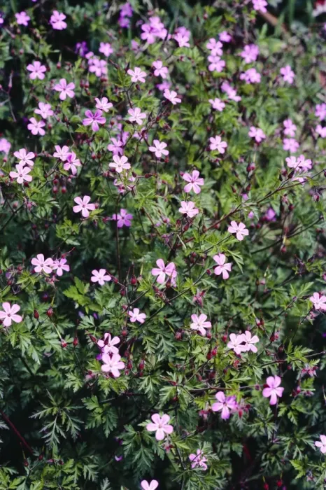 Framed Print : Herb-robert Framed Print : Herb-robert