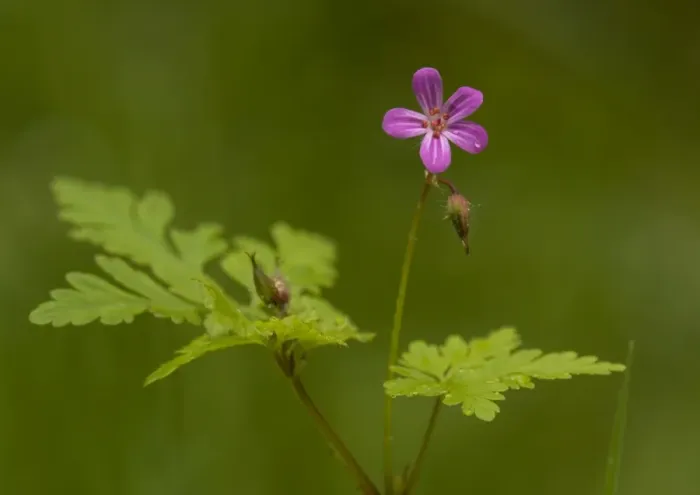 Framed Print : Herb Robert Framed Print : Herb Robert
