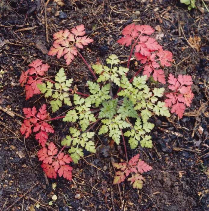 Framed Print : Herb-robert - in autumn Framed Print : Herb-robert - in autumn