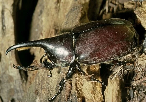 Hercules Beetle (Scarabaeidae). Dry Woodlands, Cleopetra, Southern Arizona, USA