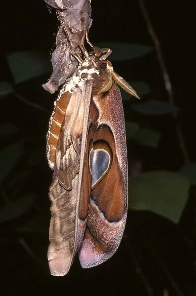Hercules moth - female newly emerged from cocoon
