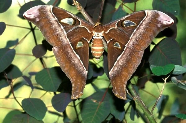 Hercules Moth - female. By wing area, the female is the largest moth in the world with a wingspan of at least 25cm. Australia CLY03198