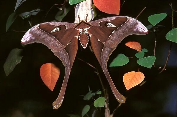 Hercules moth - male, resting on a larval food plant (Omalanthus populifolius)