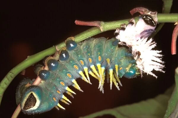 Hercules moth - newly moulted larva eating its cast skin