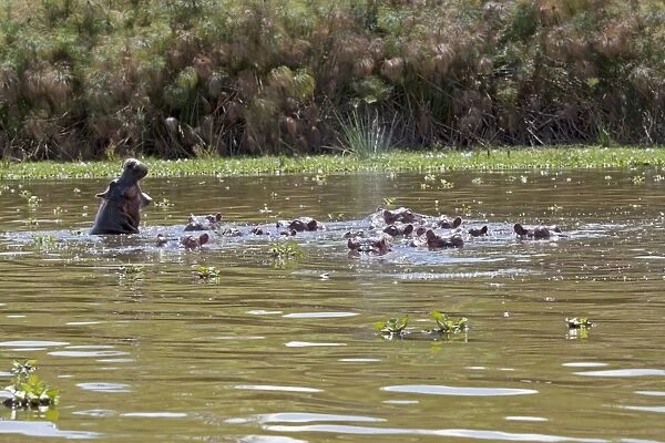 Herd of Hippopotamus - In water - Lake Naivasha Kenya Africa