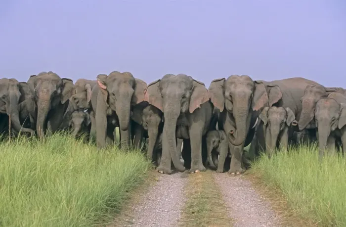 Framed Print : Herd of Indian / Asian Elephants blocking the track, Corbett National Park, India Framed Print : Herd of Indian / Asian Elephants blocking the track, Corbett National Park, India