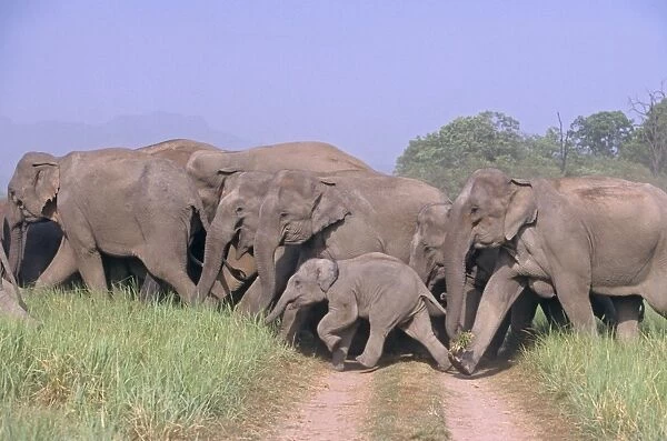 Herd of Indian  /  Asian Elephants crossing the track, Corbett National Park, India