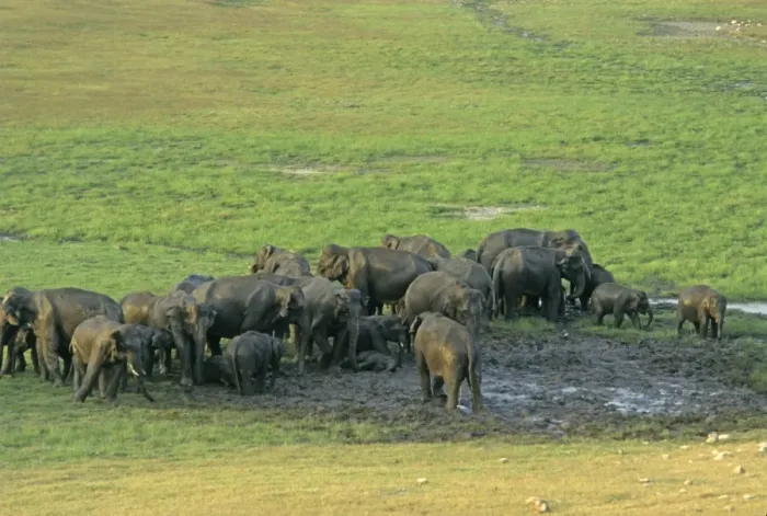 Framed Print : Herd of Indian / Asian Elephants mud-wallowing, Corbett National Park, India Framed Print : Herd of Indian / Asian Elephants mud-wallowing, Corbett National Park, India