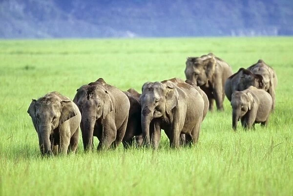 Herd of Indian  /  Asian Elephants walking through green meadows, Corbett National Park, India