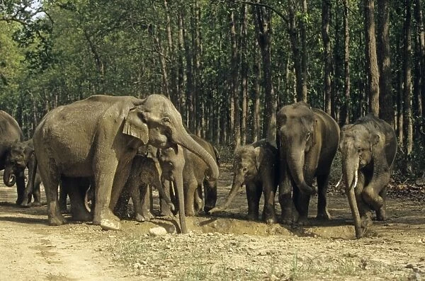 Herd of Indian  /  Asian Elephants around the water-hole filled with rain water, Corbett National Park, India