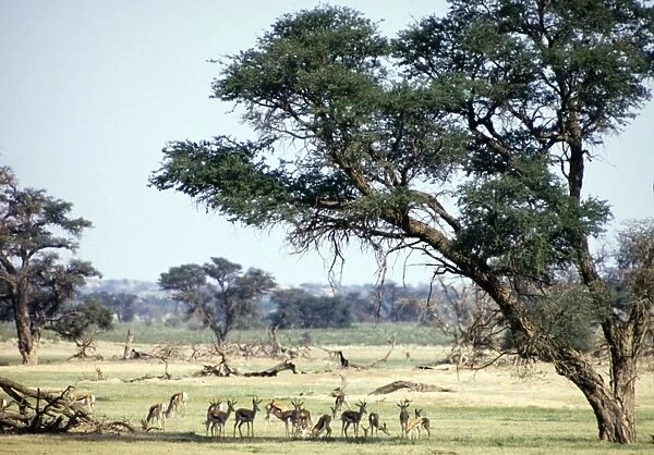 Herd of springbok resting in shade of camelthorn. Wide habitat tolerance, inhabiting savanna to desert. Kgalagadi Transfrontier Park, Northern Cape, South Africa