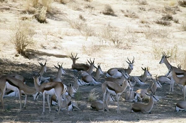 Herd of springbok resting in shade at midday. Wide habitat tolerance, inhabiting savanna to desert. Kgalagadi Transfrontier Park, Northern Cape, South Africa