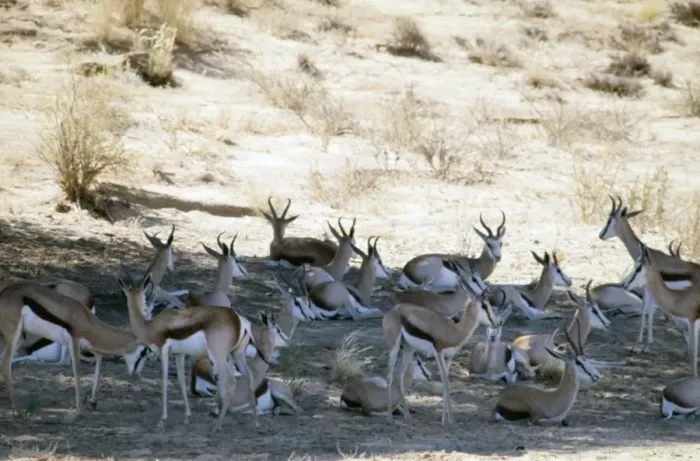 Framed Print : Herd of springbok resting in shade at midday. Wide habitat tolerance, inhabiting savanna to desert. Kgalagadi Transfrontier Park, Northern Cape, South Africa Framed Print : Herd of springbok resting in shade at midday. Wide habitat tolerance, inhabiting savanna to desert. Kgalagadi Transfrontier Park, Northern Cape, South Africa
